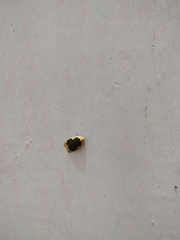 Pseudoblabes oophora