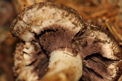 Agaricus fuscovelatus