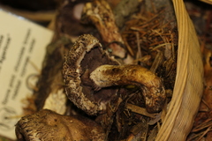 Agaricus fuscovelatus