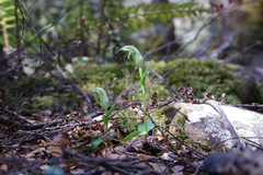 Pterostylis scabrida