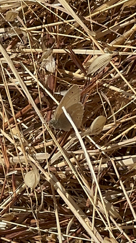 iNaturalist observation photo of Common Ringlet