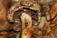 Agaricus fuscovelatus