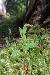 Pterostylis scabrida
