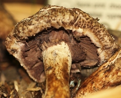 Agaricus fuscovelatus