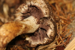 Agaricus fuscovelatus