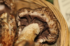 Agaricus fuscovelatus