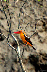 Pelargopsis amauroptera