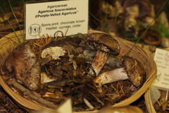 Agaricus fuscovelatus