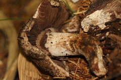 Agaricus fuscovelatus