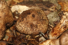 Agaricus fuscovelatus