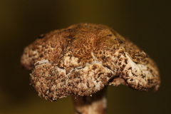 Agaricus fuscovelatus