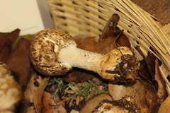 Agaricus perobscurus