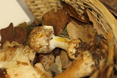 Agaricus perobscurus