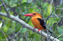 Pelargopsis amauroptera