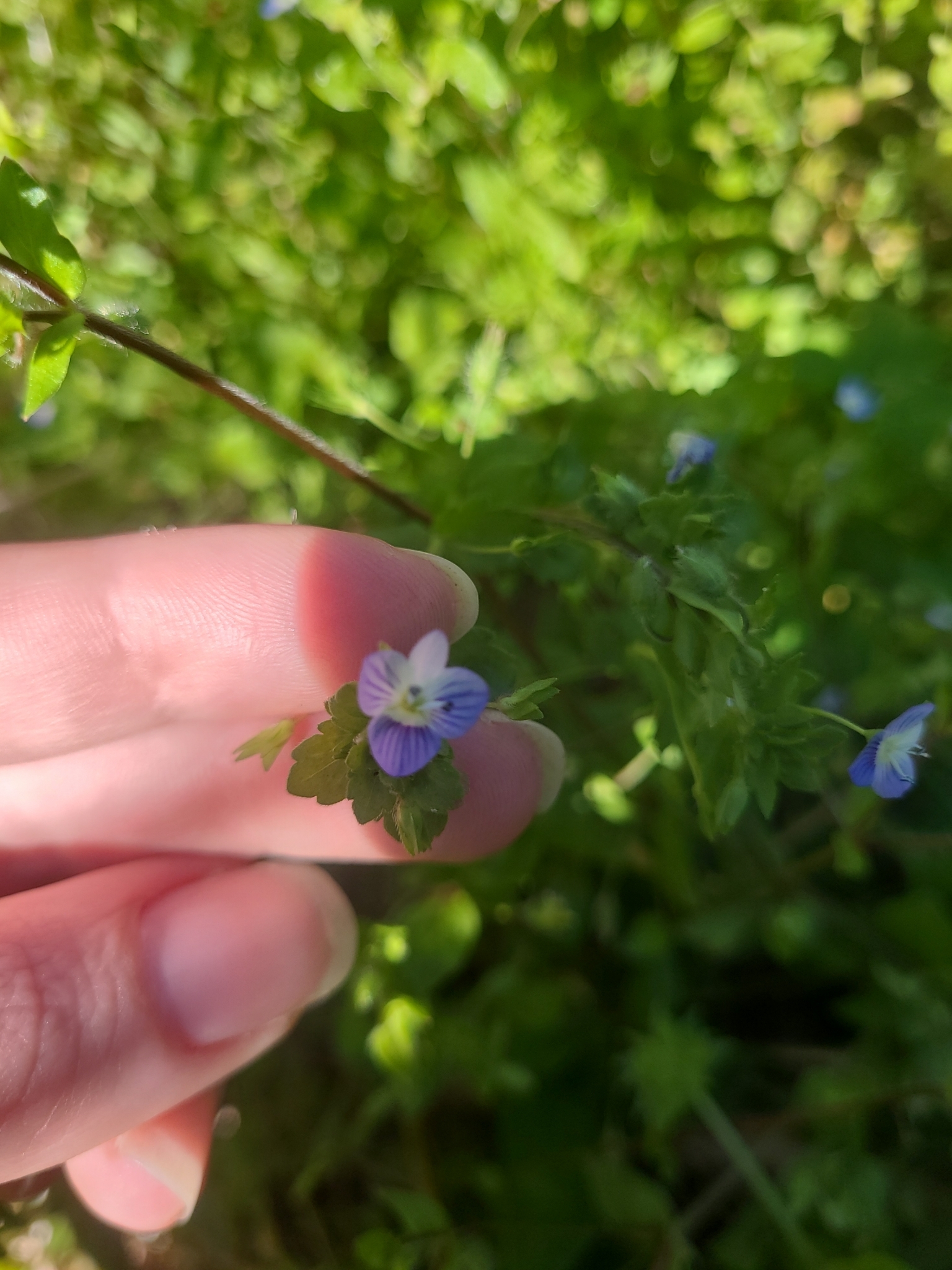 Veronica persica