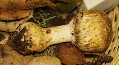 Agaricus perobscurus