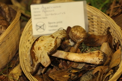 Agaricus perobscurus