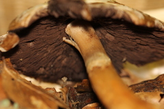 Agaricus perobscurus