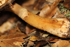 Agaricus perobscurus