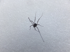 Mitopus glacialis