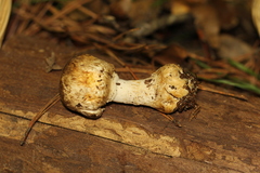 Agaricus perobscurus