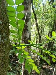 (c) K. Musálem, some rights reserved (CC BY-SA) Gleditsia amorphoides, photograph (c) K. Musálem, some rights reserved (CC BY-SA)