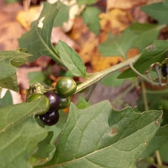 Solanum nigrum