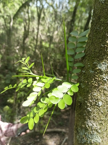 Gleditsia amorphoides, photograph 6