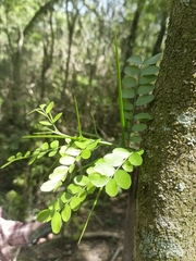 Gleditsia amorphoides, photograph (c) K. Musálem, some rights reserved (CC BY-SA)