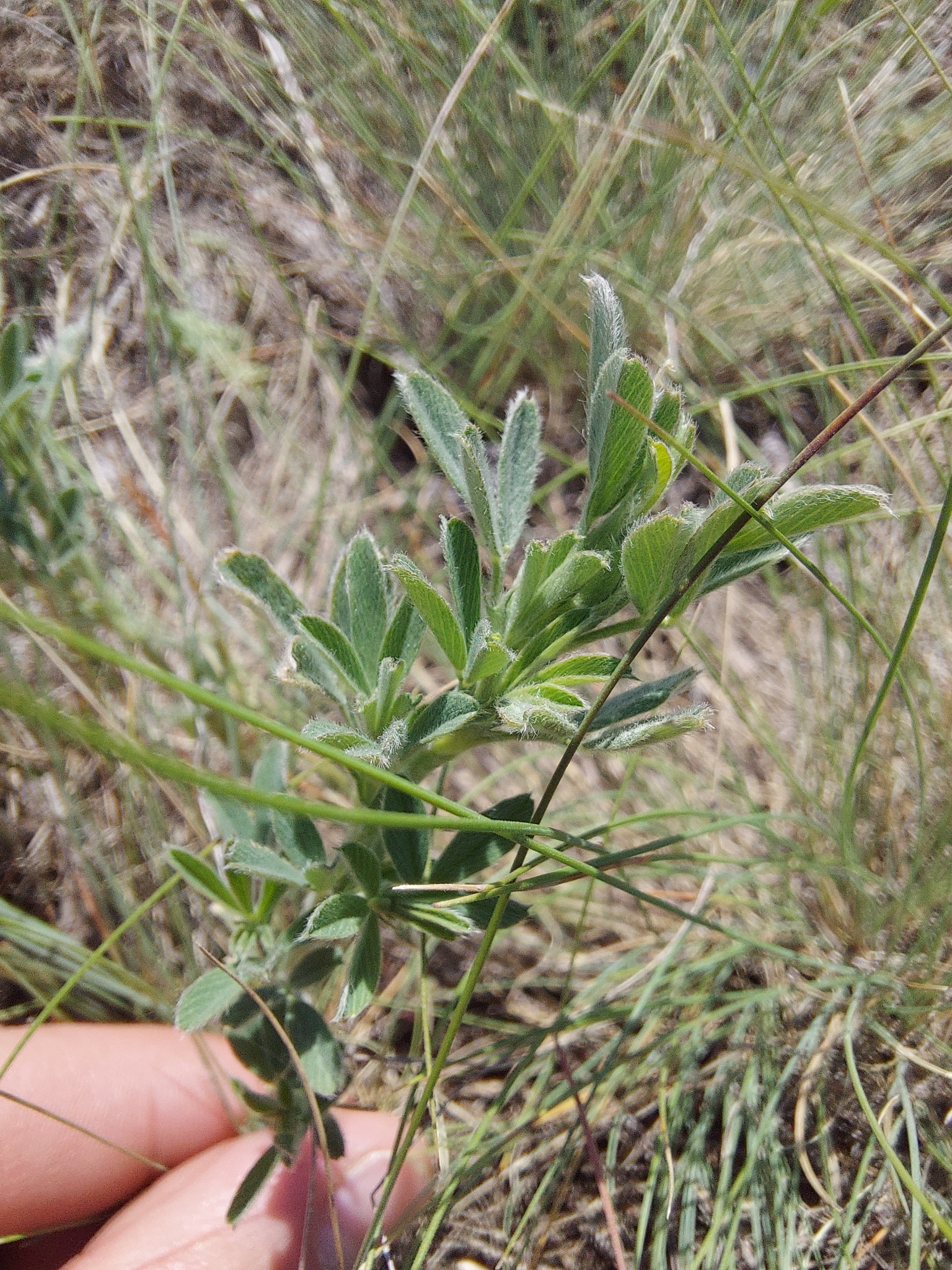 Austrian Broom (Chamaecytisus austriacus)