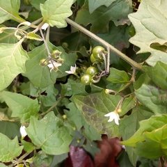 Solanum nigrum