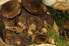 Agaricus fuscofibrillosus