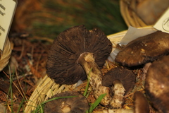 Agaricus fuscofibrillosus