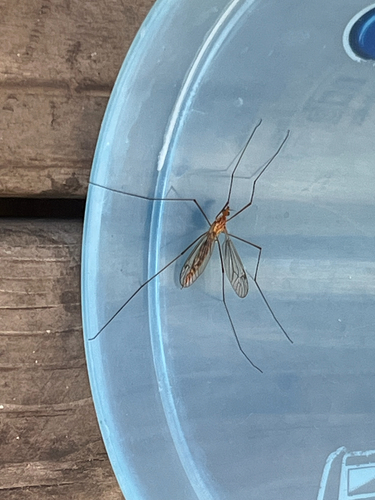 Unknown species found near Edmund Ave, Saint Paul, MN, US