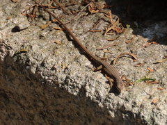 Takydromus kuehnei