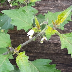 Solanum nigrum