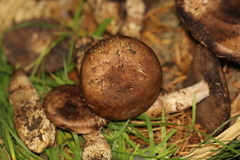 Agaricus fuscofibrillosus