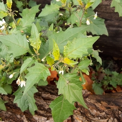 Solanum nigrum