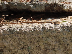 Takydromus kuehnei