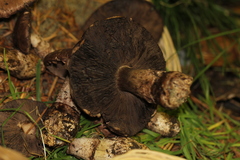 Agaricus fuscofibrillosus