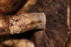 Agaricus fuscofibrillosus