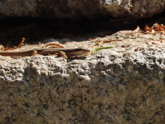 Takydromus kuehnei