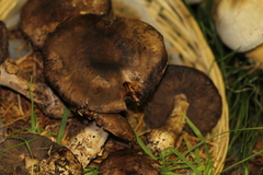 Agaricus fuscofibrillosus