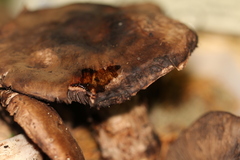 Agaricus fuscofibrillosus