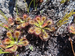 Drosera esterhuyseniae
