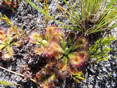 Drosera esterhuyseniae