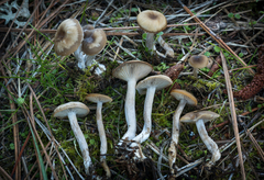 Clitocybe metachroa
