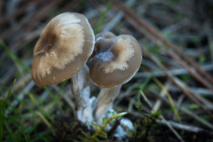 Clitocybe metachroa