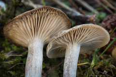 Clitocybe metachroa
