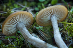 Clitocybe metachroa